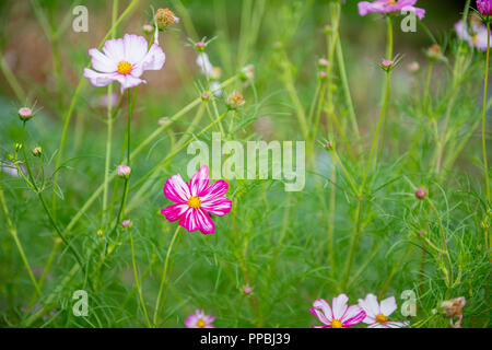 Cosmos Blumen der biologischen Vielfalt im Garten in Bergamo Stockfoto