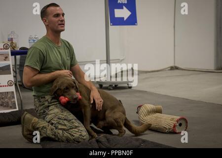 Us Marine Corps Sgt. Cameron Soldano, ein Militär Hundeführer und Munition, seinem Hund, mit 1 Strafverfolgung Bataillon, ich Marine Information Group, zeigen ihre Fähigkeiten während Los Angeles Flotte Woche, Sept. 2, 2018. Soldano, ein Eingeborener von Sacramento, Calif. und Munition werden geschult, verschiedene Aufgaben auszuführen und können Suchanfragen gehören, Machens Verdächtigen, und Aufspüren von Sprengstoff und Drogen. Los Angeles Flotte Woche stellt eine Gelegenheit für das Marine Corps und der Marine die Qualität von Personal für die Bürger von Los Angeles zu demonstrieren und Umgebung. Stockfoto