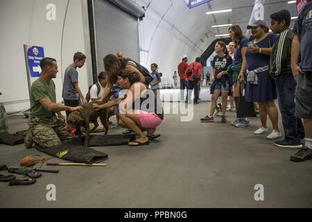 Us Marine Corps Sgt. Cameron Soldano, ein Militär Hundeführer und Munition, seinem Hund, mit 1 Strafverfolgung Bataillon, ich Marine Information Group, zeigen ihre Fähigkeiten während Los Angeles Flotte Woche, Sept. 2, 2018. Soldano, ein Eingeborener von Sacramento, Calif. und Munition werden geschult, verschiedene Aufgaben auszuführen und können Suchanfragen gehören, Machens Verdächtigen, und Aufspüren von Sprengstoff und Drogen. Los Angeles Flotte Woche stellt eine Gelegenheit für das Marine Corps und der Marine die Qualität von Personal für die Bürger von Los Angeles zu demonstrieren und Umgebung. Stockfoto