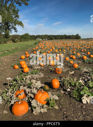 Church Fenton, UK. 25. September 2018. Kürbisse wachsen in einem Feld in der Nähe von Church Fenton in North Yorkshire vor Halloween Saison. Foto Datum: Dienstag, 25. September 2018. Foto: Roger Garfield/Alamy Credit: Roger Garfield/Alamy leben Nachrichten Stockfoto