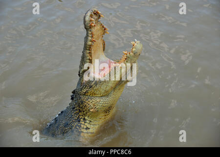 Krokodil springen mit offener Blende für Büffelfleisch, während auf einem Jumping Crocodile Cruise, Adelaide River, Nr. Darwin, Northern Territory, Australien Stockfoto