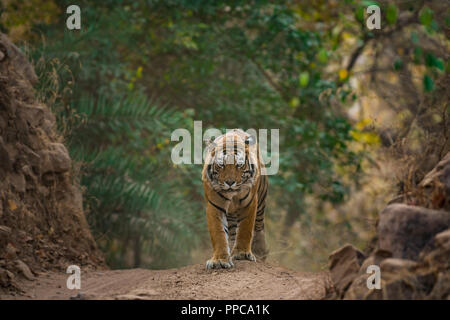 Eine männliche Tiger an einem Abend im Ranthambore Nationalpark spazieren Stockfoto