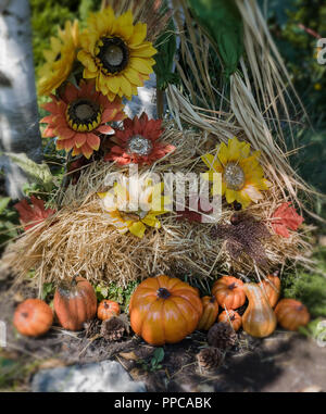 Sonnenblumen, Stroh, Kürbisse, Dekorationen für Halloween. Stockfoto