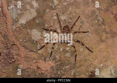 Eine huntsman Spider (Familie Sparassidae) thront auf einem flachen Stein in der Nacht in Bobiri Forest Reserve, Ghana, Westafrika Stockfoto