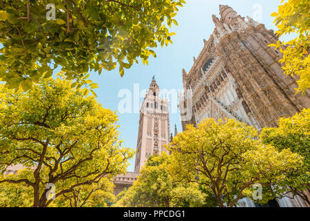 Orange Bäume im Innenhof der Kathedrale von Sevilla und La Giralda, belfry, Catedral de Santa Maria de la Sede, Sevilla Stockfoto