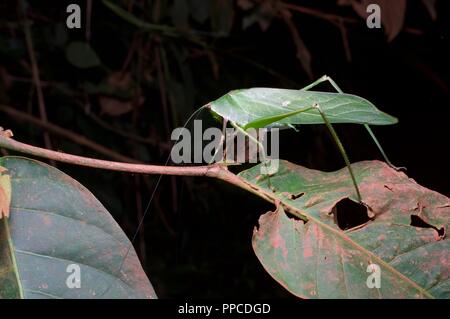 Ein Blatt nachahmen katydid (Familie Tettigoniidae) im Regenwald Laub in der Nacht in Bobiri Forest Reserve, Ghana, Westafrika Stockfoto