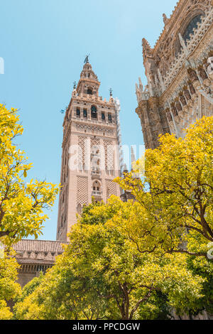 Orange Bäume im Innenhof der Kathedrale von Sevilla und La Giralda, belfry, Catedral de Santa Maria de la Sede, Sevilla Stockfoto