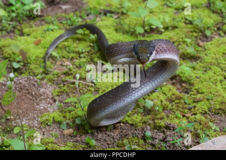 Ein Weiß-lippigen Herald Schlange (​ Crotaphopeltis hotamboeia) in eine defensive Haltung auf moosigen Boden in Bobiri Forest Reserve, Ghana, Westafrika Stockfoto