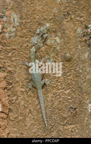 Ein Kamerun Zwerg Gecko ​ (Lygodactylus conraui) auf einen Baum in Bobiri Forest Reserve, Ghana, Westafrika Stockfoto