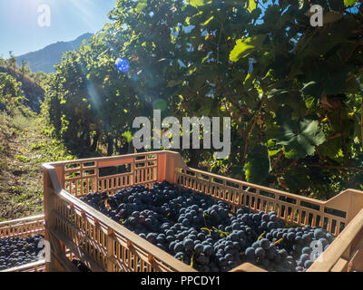 Erntezeit im Bio-Weinberg Les Granges im Aostatal NW Italien Stockfoto
