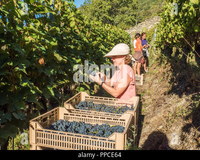 Erntezeit im Bio-Weinberg Les Granges im Aostatal NW Italien Stockfoto