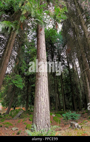 Hohen Berg Holz in einer schönen Herbstabend im Nationalpark von Peneda Geres in den Norden von Portugal Stockfoto