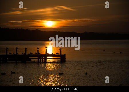 Das Steinhuder Meer Steinhuder Meer oder See ist ein See in Niedersachsen, Deutschland liegt 30 Kilometer nordwestlich von Hannover. Stockfoto