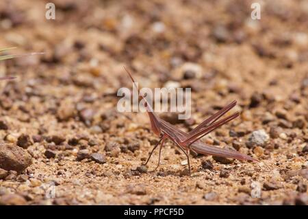 Eine eckige Grasshopper (Acrida sp.) auf einer kiesigen Clearing in der Savanne in der Nähe von Accra, Ghana, Westafrika getarnt Stockfoto