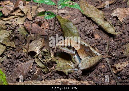 Eine Snouted Grünland Frosch (Ptychadena longirostris) auf dem Waldboden in der Nacht in Bobiri Forest Reserve, Ghana, Afrika Stockfoto