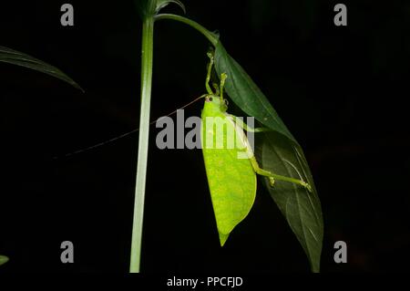 Ein Blatt nachahmen katydid (Familie Tettigoniidae) im Regenwald Laub in der Nacht in Bobiri Forest Reserve, Ghana, Westafrika
