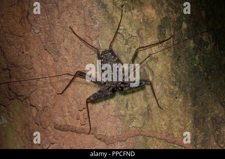 Eine schwanzlose Peitsche scorpion (Damon medius) auf einem Baumstamm in der Nacht in Bobiri Forest Reserve, Ghana, Westafrika Stockfoto