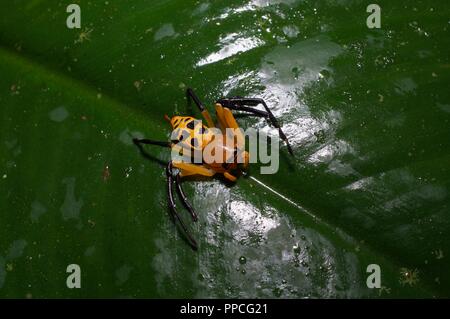 Eine gelbe, orange und schwarz crab Spider (Familie Thomisidae, vielleicht Platythomisus sp?) auf ein Blatt in Atewa Range Forest Reserve, Ghana, Westafrika Stockfoto