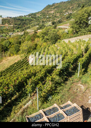 Erntezeit im Bio-Weinberg Les Granges im Aostatal NW Italien Stockfoto