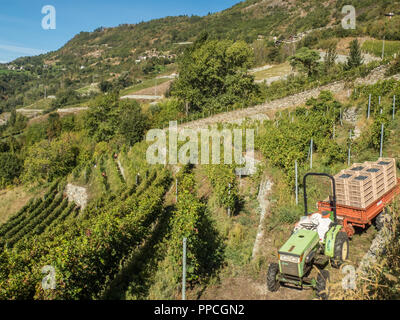 Erntezeit im Bio-Weinberg Les Granges im Aostatal NW Italien Stockfoto