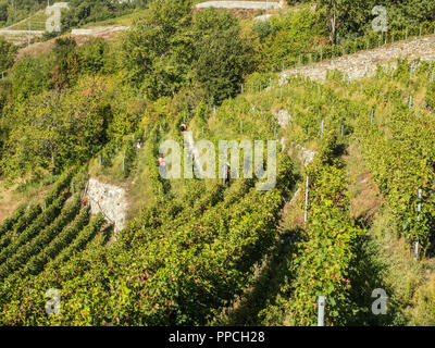 Erntezeit im Bio-Weinberg Les Granges im Aostatal NW Italien Stockfoto
