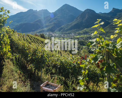 Erntezeit im Bio-Weinberg Les Granges mit Blick auf die Stadt Fenis im Aostatal NW Italien Stockfoto