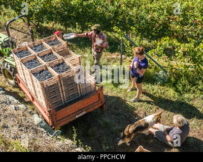 Pause während der Ernte im Bio-Weinberg Les Granges im Aostatal NW Italien Stockfoto