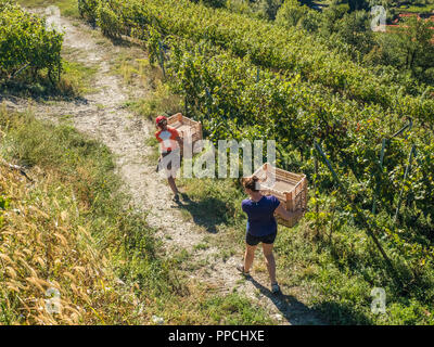 Die leeren Schalen während der Erntezeit im Bio-Weingarten Les Granges im Aostatal NW Italien bewegen Stockfoto