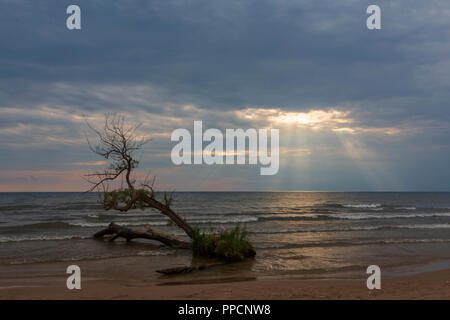 Ein Lichtstrahl bricht durch einen bewölkten Himmel ein Baum wächst an einem Strand in Southwick Beach State Park, Ellisburg, New York State auf entfernt zu beleuchten Stockfoto