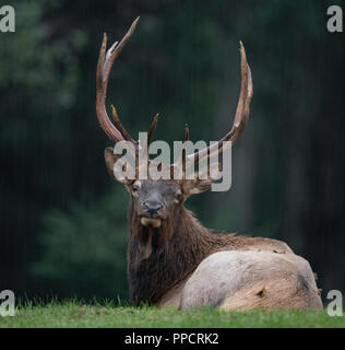 Elk Paarungszeit auf der Wiese Stockfoto