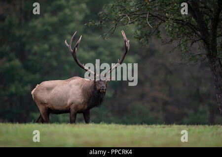 Elk Paarungszeit auf der Wiese Stockfoto