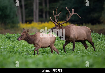 Elk Paarungszeit auf der Wiese Stockfoto