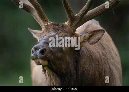 Elk Paarungszeit auf der Wiese Stockfoto