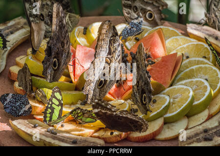 Verschiedene Schmetterlinge Fütterung auf Teller mit geschnittenem Obst im Parque das Aves, Parana, Brasilien Stockfoto