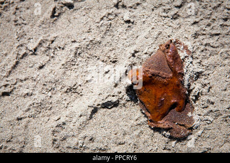 In der Nähe von kleinen Ölpest am Strand sand, Grand Isle, Louisiana, USA Stockfoto