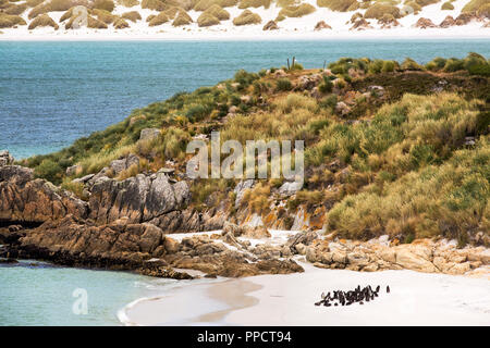 Magellan-Pinguine, Spheniscus Magellanicus, Gypsy Cove in der Nähe von Port Stanley auf den Falklandinseln, aus Argentinien, Südamerika. Stockfoto