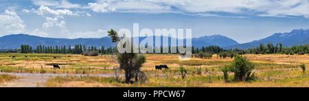 Herde Kühe zusammen in Harmonie in einem ländlichen Bauernhof in der Heber, Utah entlang der Rückseite der Wasatch Front Rocky Mountains. Die Vereinigten Staaten von Amerika. Stockfoto