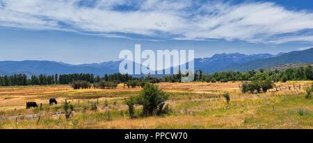 Herde Kühe zusammen in Harmonie in einem ländlichen Bauernhof in der Heber, Utah entlang der Rückseite der Wasatch Front Rocky Mountains. Die Vereinigten Staaten von Amerika. Stockfoto