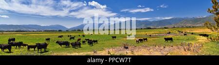 Herde Kühe zusammen in Harmonie in einem ländlichen Bauernhof in der Heber, Utah entlang der Rückseite der Wasatch Front Rocky Mountains. Die Vereinigten Staaten von Amerika. Stockfoto