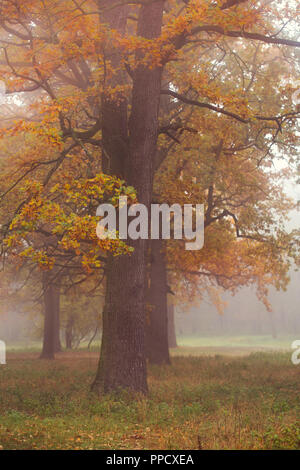 Herbst Wald mit alten Eichen im Nebel Stockfoto