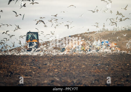 Viele Möwen in Stadt Müllkippe suchen und das Fangen von Nahrung nach speziellen Traktor Stockfoto