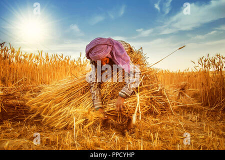 Eine alte indische Frau Bauer sammeln Bündel von Weizen Stengel, Haryana, Indien Stockfoto