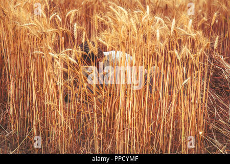 Inder Ernte von Weizen in seine Farm mit einer Sichel, Haryana, Indien Stockfoto