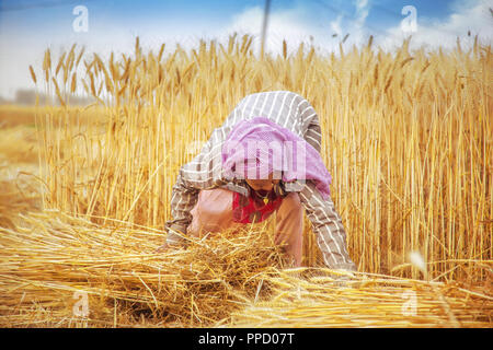 Eine alte indische Frau sammeln und binden ein Bündel von reifem Weizen Stiel im Feld, Haryana, Indien Stockfoto