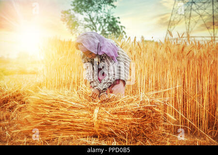 Eine alte indische Frau sammeln und binden ein Bündel von reifem Weizen Stiel im Feld, Haryana, Indien Stockfoto