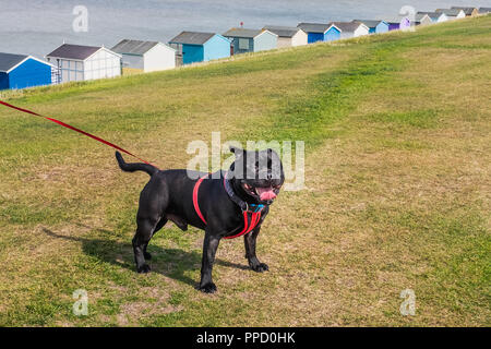 Starken gesunden glücklichen schwarzen Staffordshire Bull Terrier tragen ein rotes Kabelbaum auf eine lange Leine des Klappdachs auf grünem Gras vor der Strandhütten, fo Stockfoto