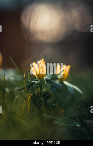 Früh blühende Pflanze Stockfoto