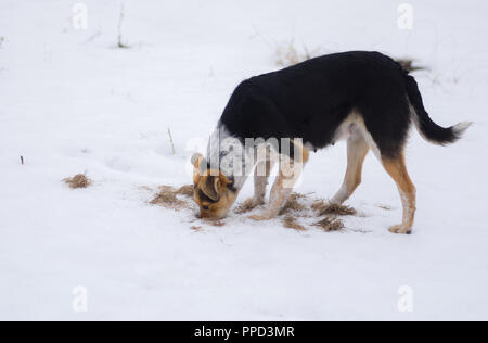 Mischling Hündin gefunden Maus Loch, während er in der Jagd im Winter Stockfoto