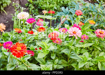 Blumenbeet mit mehrfarbigen Blüten von Zinnia elegans Stockfoto