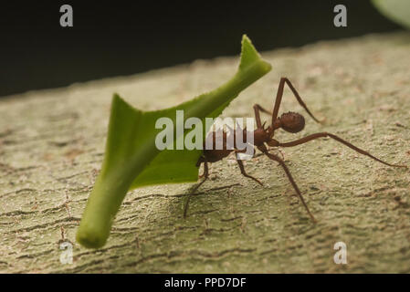 Ein Blatt schneiden Ant (Atta cephalotes) Transport ein Segment auf einem Blatt zurück in sein Nest im Amazonas Regenwald. Stockfoto